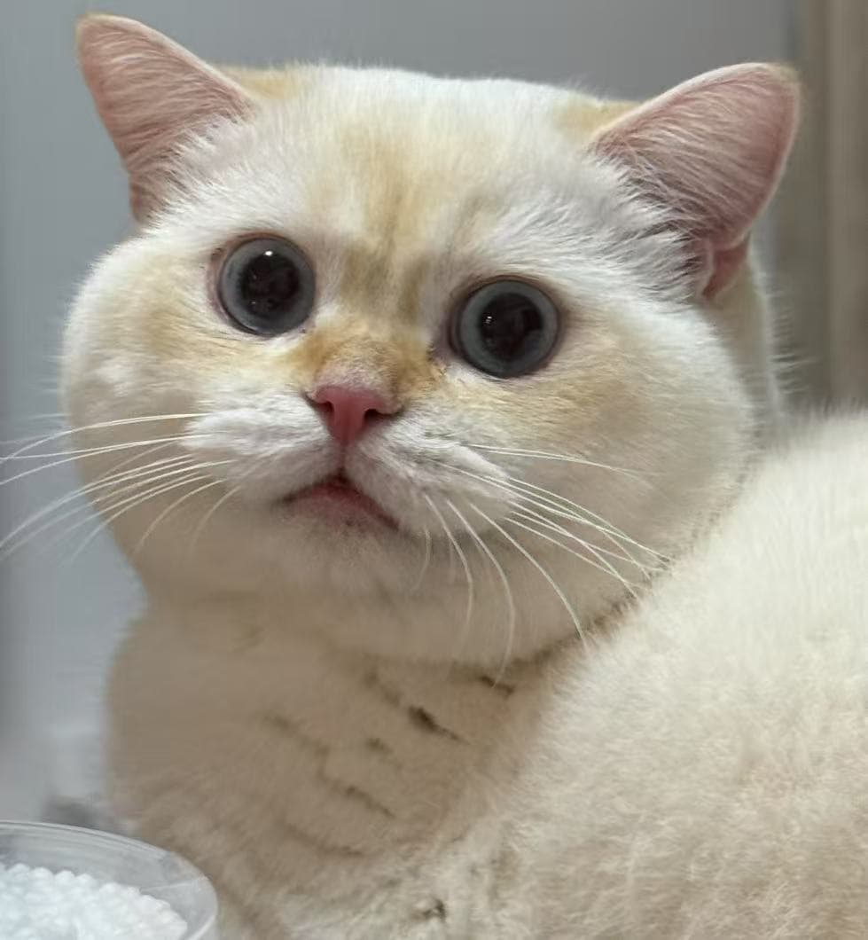 PETI